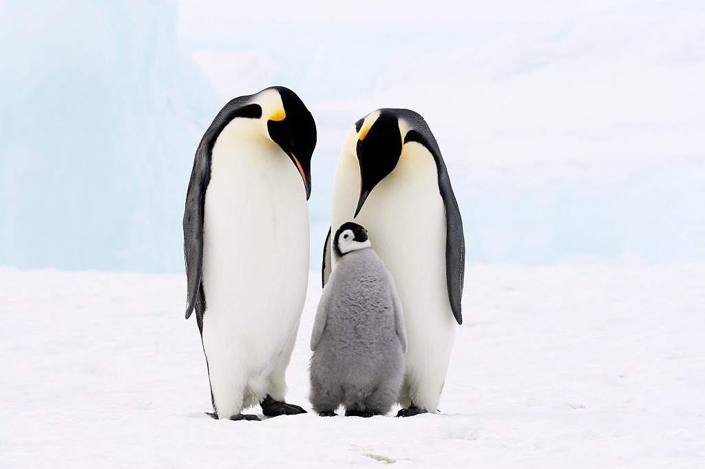s-penguin-family