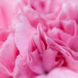 pink_carnation