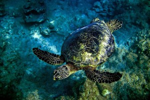turtle hawaii